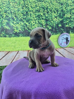 Les chiots de Cane Corso