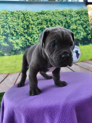 Les chiots de Cane Corso