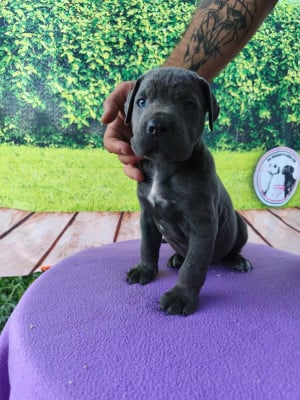 Les chiots de Cane Corso