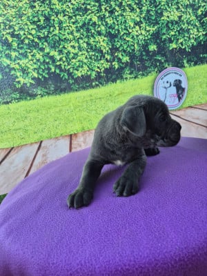 Les chiots de Cane Corso