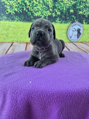 Les chiots de Cane Corso