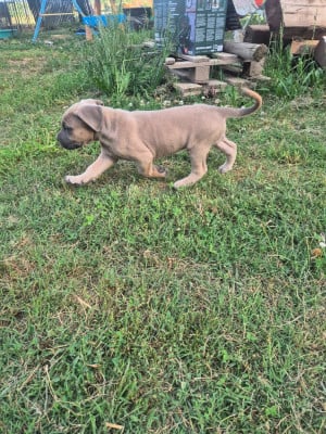 Les chiots de Cane Corso