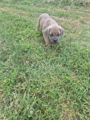 Les chiots de Cane Corso