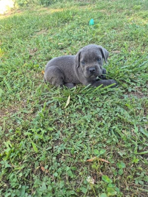 Les chiots de Cane Corso