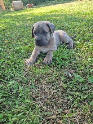 Les chiots de Cane Corso