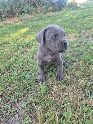Les chiots de Cane Corso