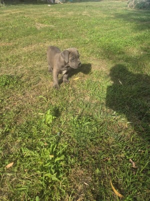 Les chiots de Cane Corso