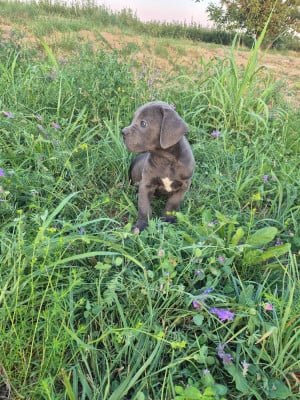 Les chiots de Cane Corso