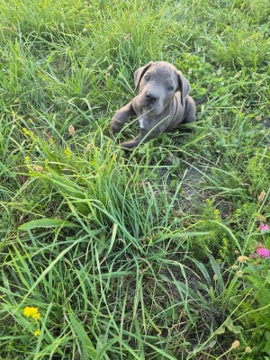 Les chiots de Cane Corso