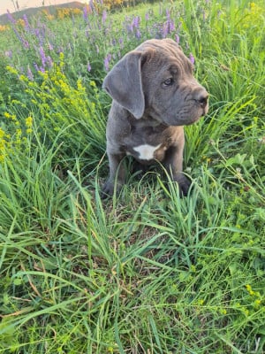 Les chiots de Cane Corso