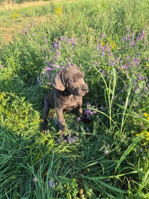 Les chiots de Cane Corso