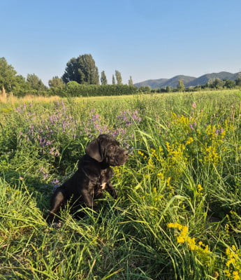 Les chiots de Cane Corso