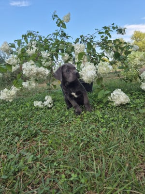 Les chiots de Cane Corso