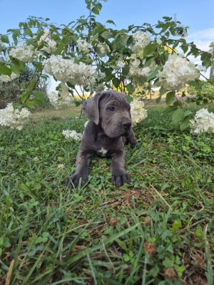 Les chiots de Cane Corso