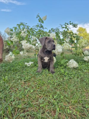 Les chiots de Cane Corso