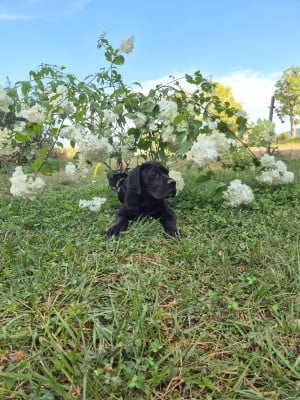 Les chiots de Cane Corso