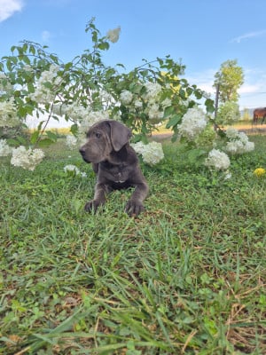 Les chiots de Cane Corso