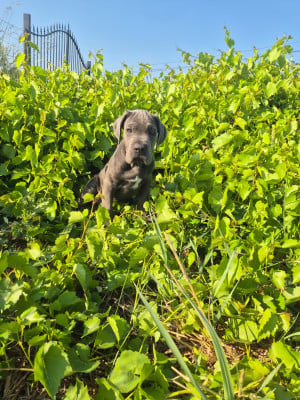 Les chiots de Cane Corso