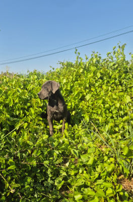 Les chiots de Cane Corso