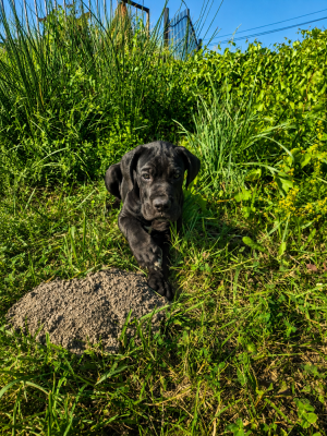 Les chiots de Cane Corso
