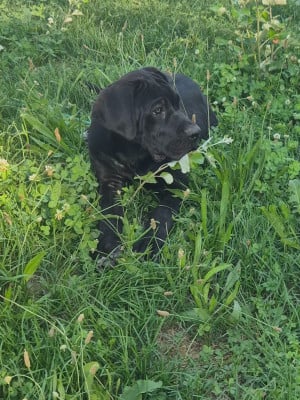 Les chiots de Cane Corso