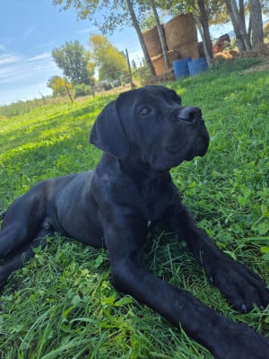 Les chiots de Cane Corso