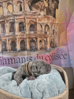 Les chiots de Cane Corso