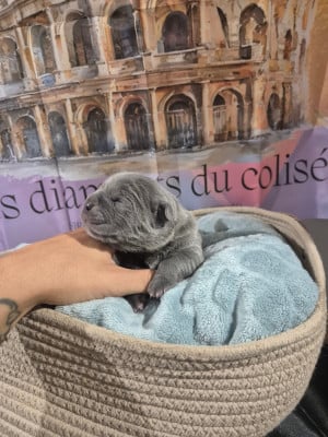 Les chiots de Cane Corso