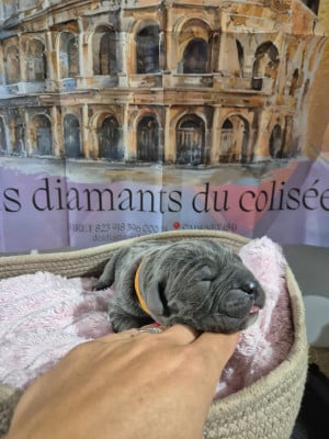 Les chiots de Cane Corso