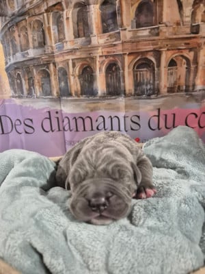 Les chiots de Cane Corso