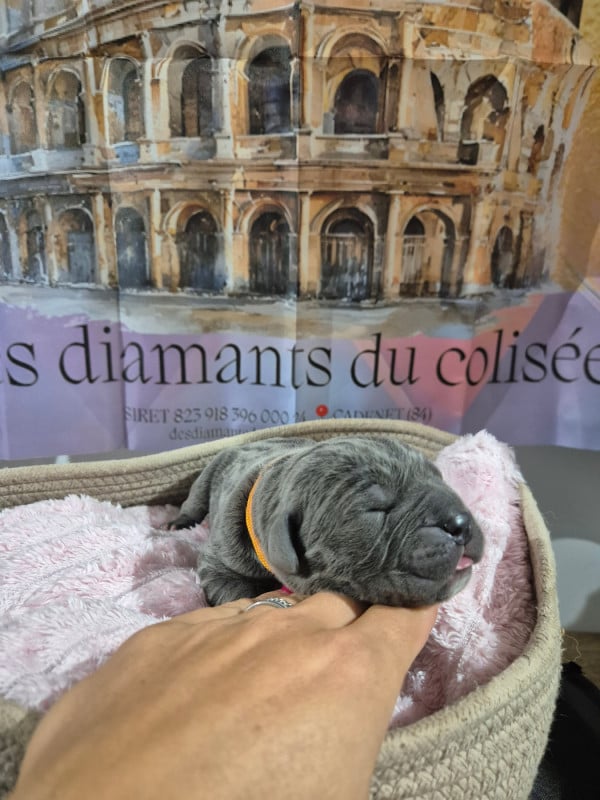 Cane Corso - Des Diamants Du Colisée Jcm