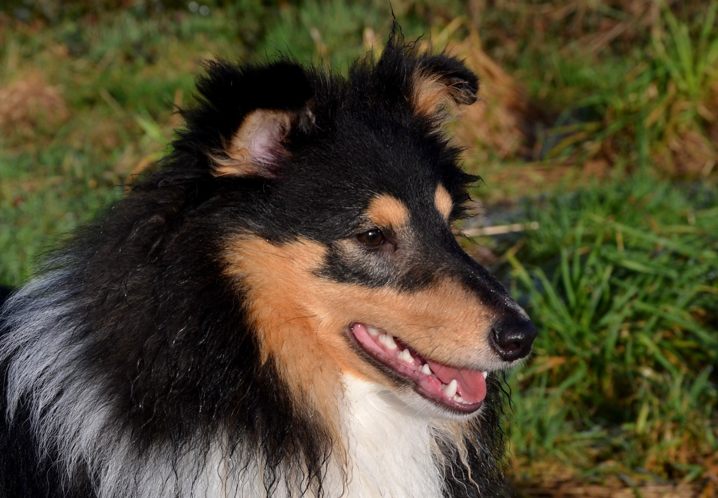 Arès Des Louves Du Houtland