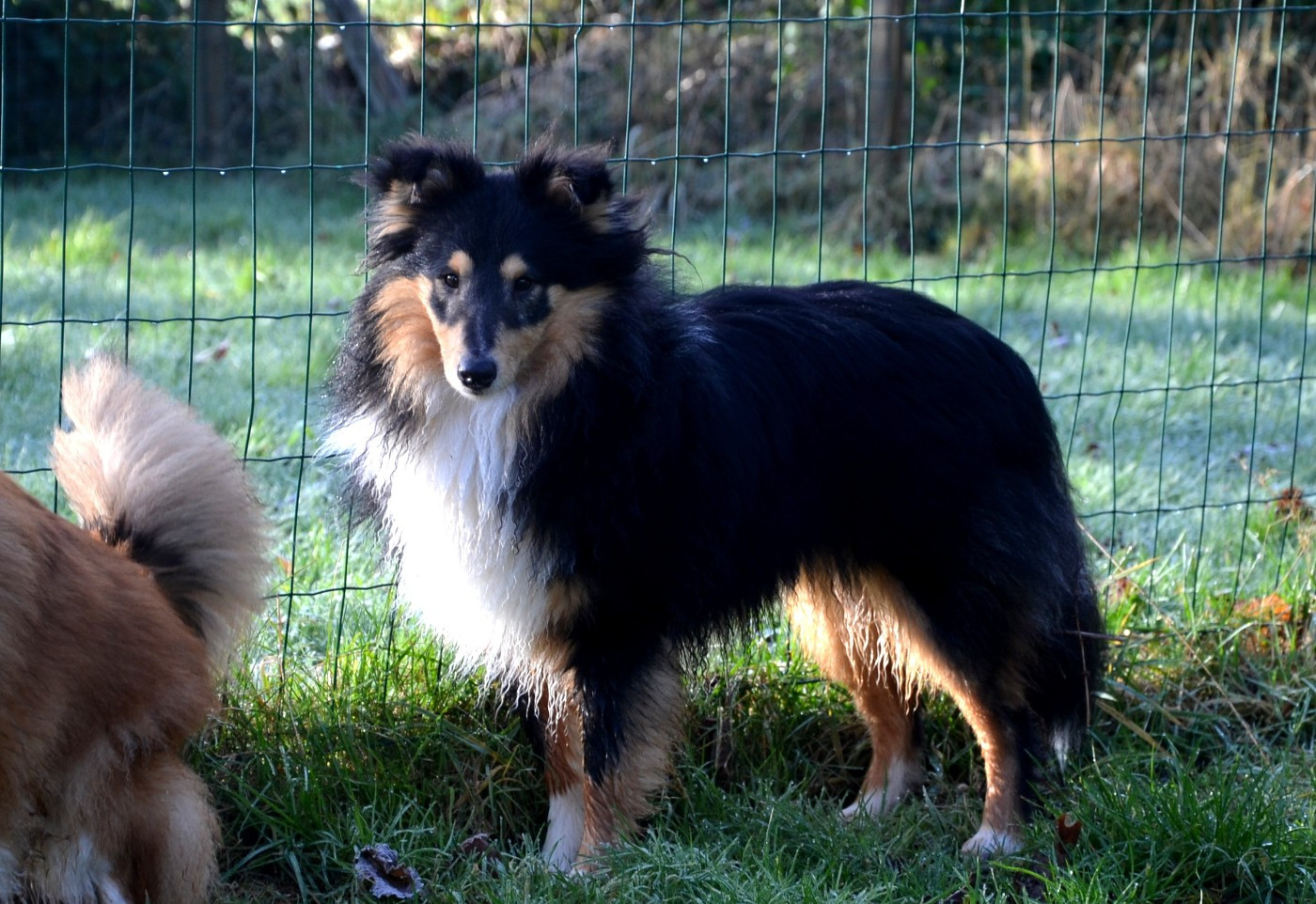 Arès Des Louves Du Houtland