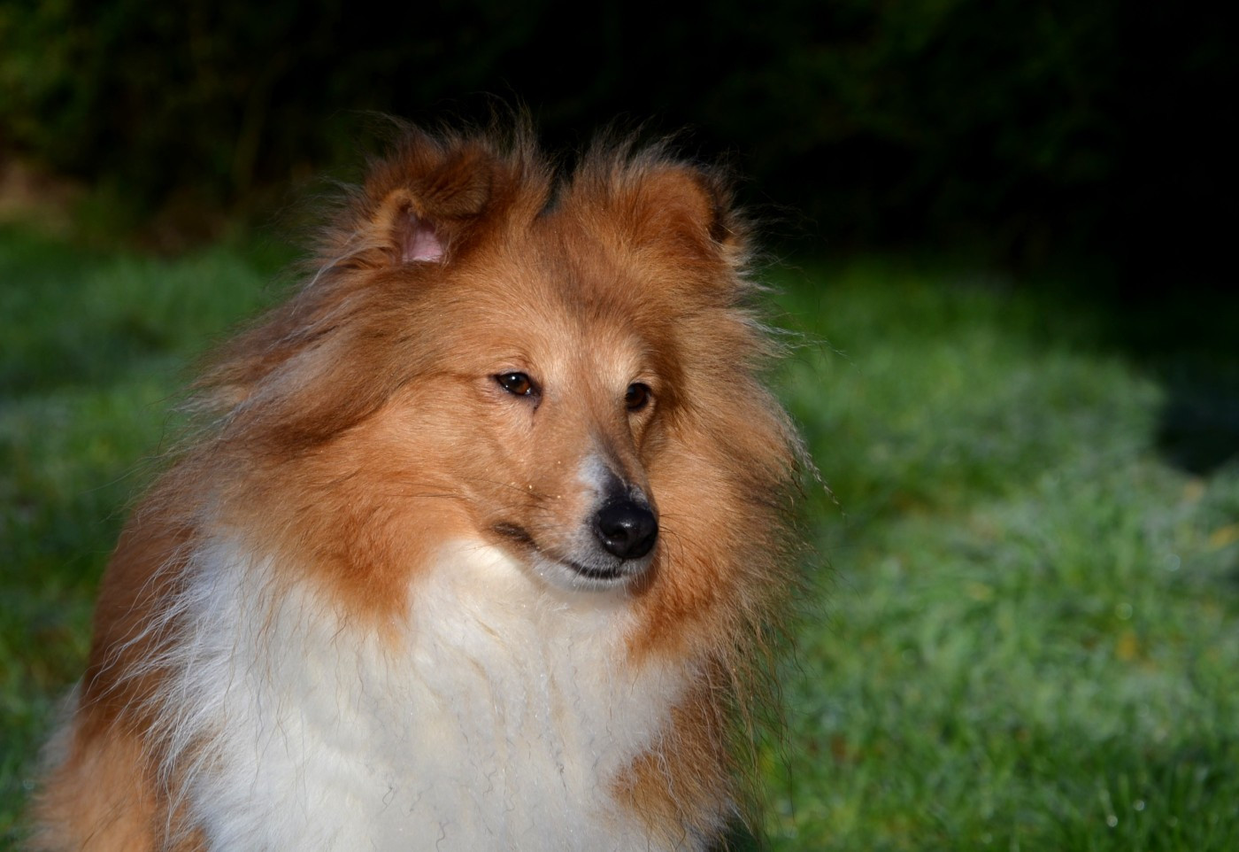 Publication : Fanelsky Auteur : Anne-Marie