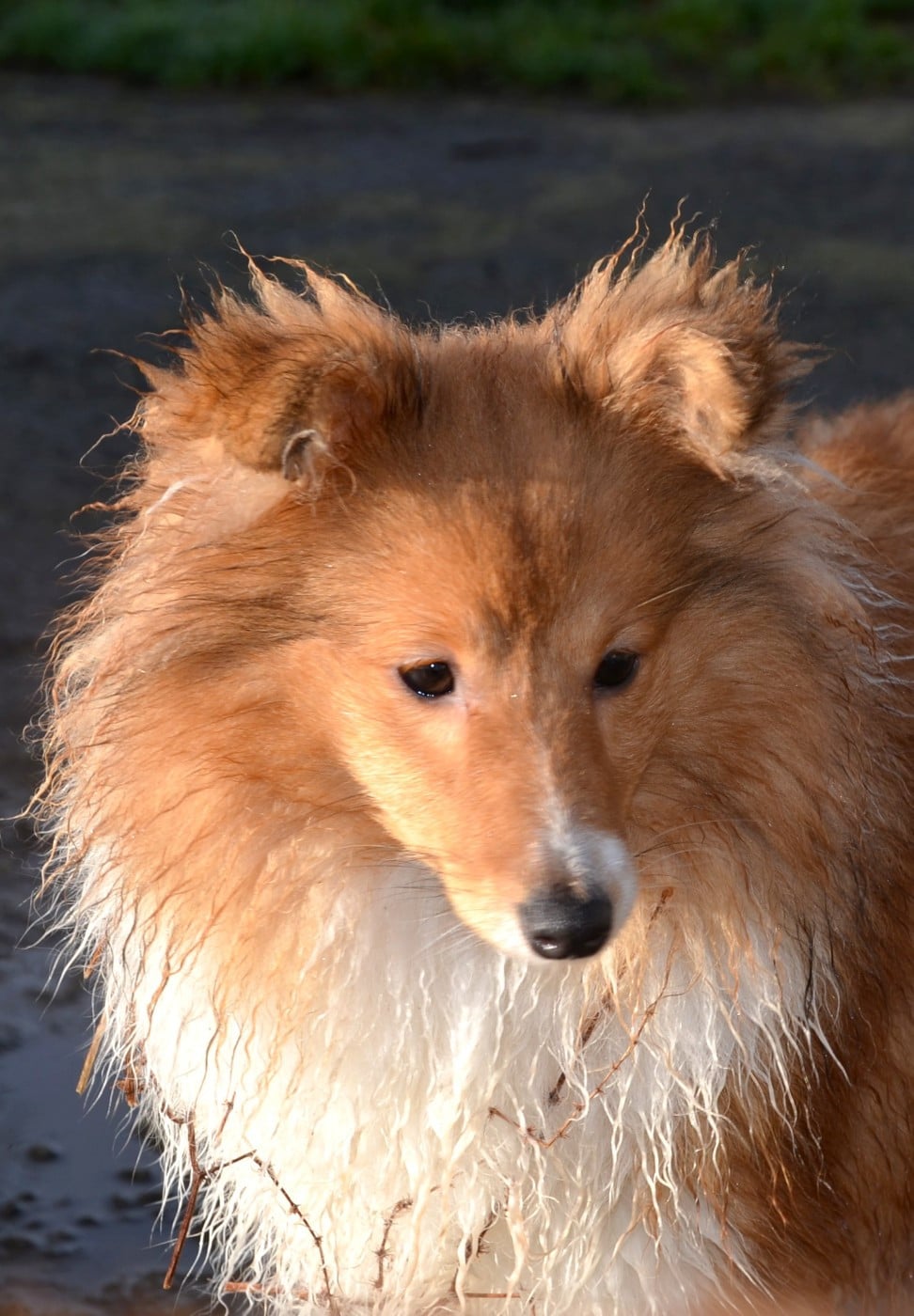 Publication : Fanelsky