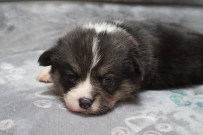 Les chiots de Welsh Corgi Pembroke