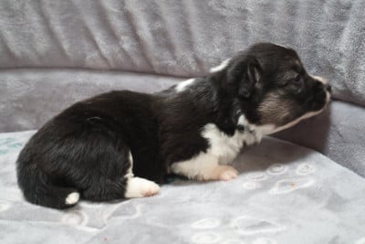 Les chiots de Welsh Corgi Pembroke