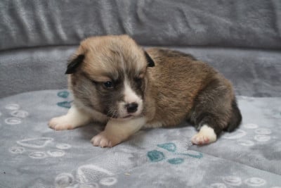 Les chiots de Welsh Corgi Pembroke