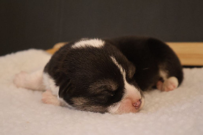 Les chiots de Welsh Corgi Pembroke