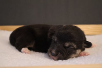 Les chiots de Welsh Corgi Pembroke