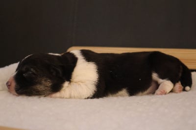 Les chiots de Welsh Corgi Pembroke