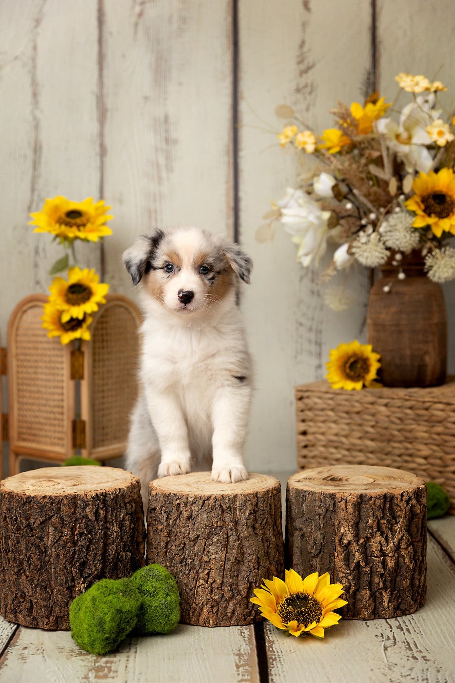 Bueno - bleu merle queue courte