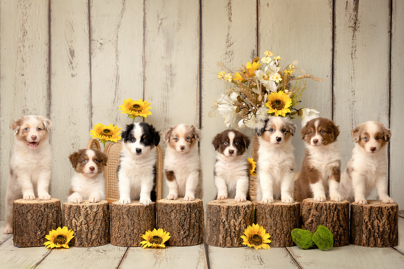 Bueno - bleu merle queue courte