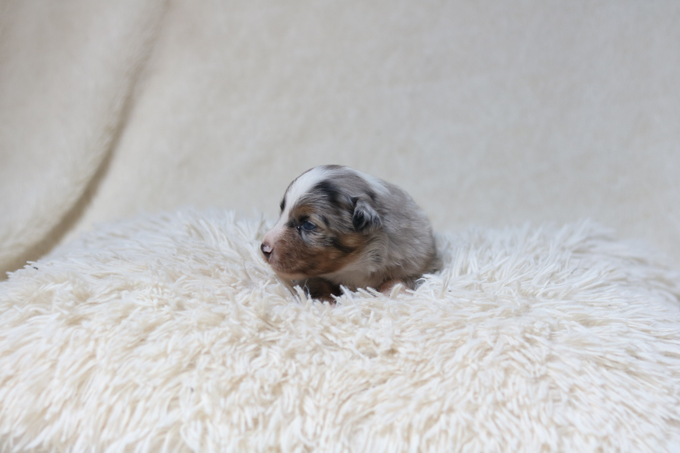 Bellis - Bleue merle tricolore