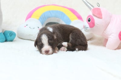 Les chiots de Berger Australien