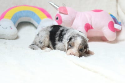 Les chiots de Berger Australien