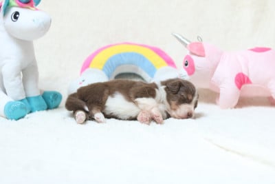 Les chiots de Berger Australien