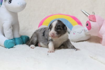 Les chiots de Berger Australien