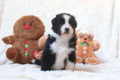 Les chiots de Berger Australien