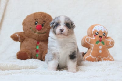 Les chiots de Berger Australien